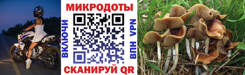 Галлюциногенные грибы Psilocybe  Старая Купавна 